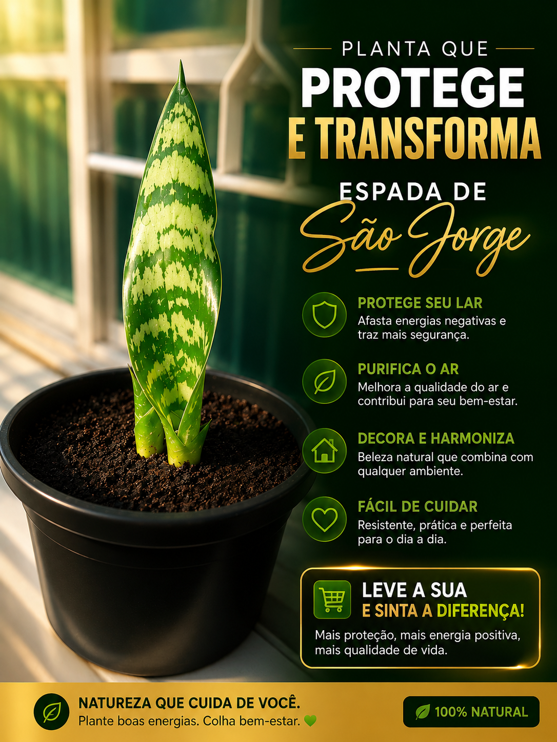 Muda saudável de Espada-de-São-Jorge